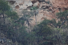 Brahea sarukhanii (Brahea sarukhanii)