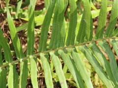 Brainea insignis (Brainea insignis)
