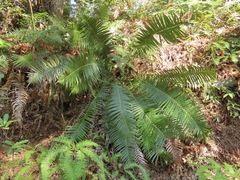Brainea insignis (Brainea insignis)