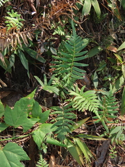 Brainea insignis (Brainea insignis)
