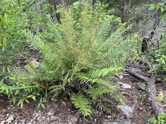 Brainea insignis (Brainea insignis)