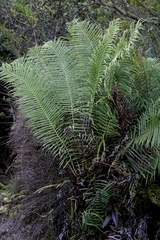 Brainea insignis (Brainea insignis)
