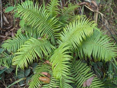 Brainea insignis (Brainea insignis)