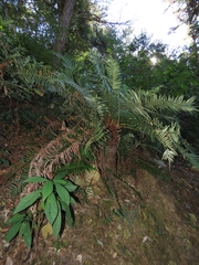 Brainea insignis (Brainea insignis)