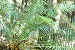 Brainea insignis (Brainea insignis)