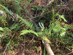 Brainea insignis (Brainea insignis)