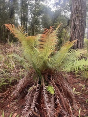 Brainea insignis (Brainea insignis)