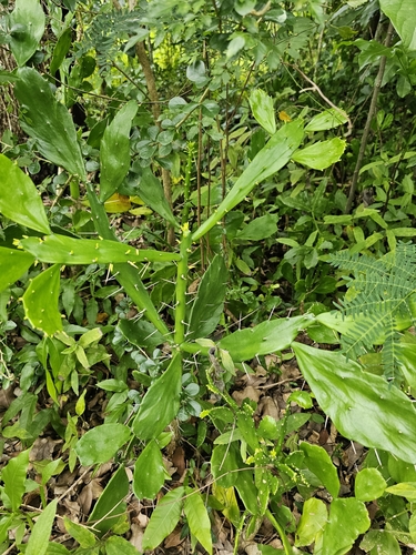 Brazilian pricklypear (Brasiliopuntia brasiliensis)