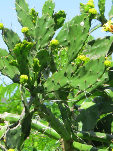 Brazilian pricklypear (Brasiliopuntia brasiliensis)