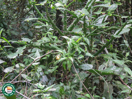 Brazilian pricklypear (Brasiliopuntia brasiliensis)
