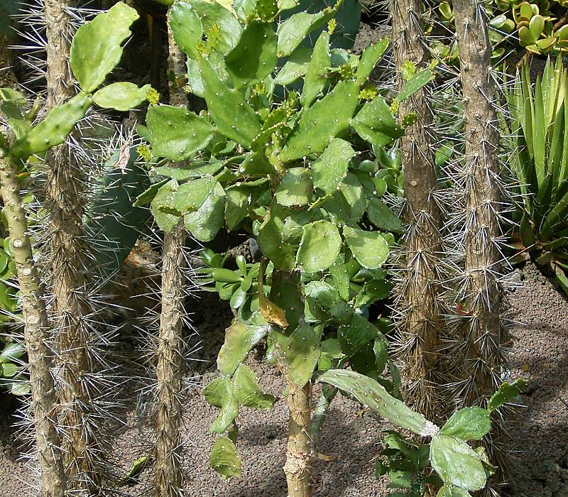 Brazilian pricklypear: Brasiliopuntia brasiliensis