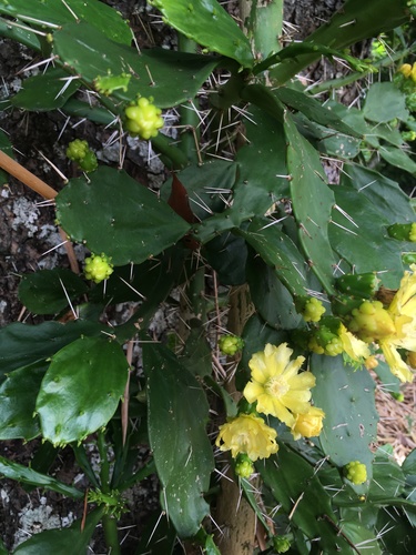 Brazilian pricklypear (Brasiliopuntia brasiliensis)