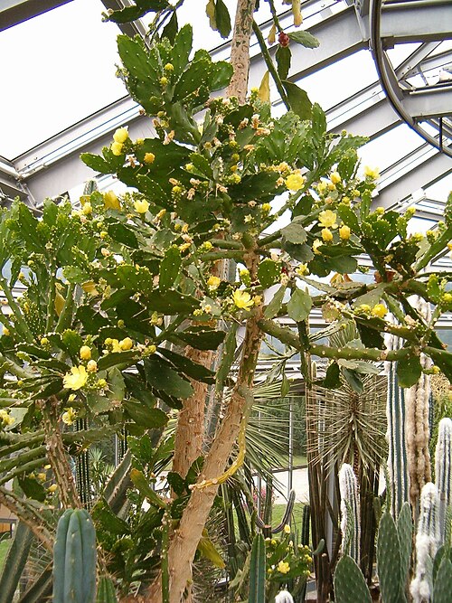 Brazilian pricklypear: Habitus and Flower Location: Botanical Gardens Berlin Habitus and Flowers