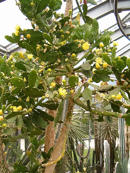 Brazilian pricklypear: Habitus and Flower Location: Botanical Gardens Berlin Habitus and Flowers