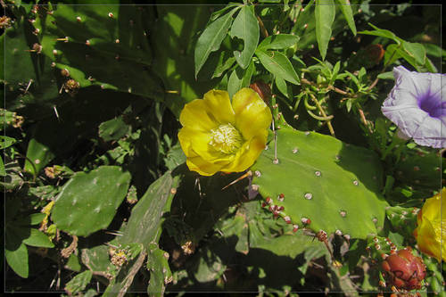 Brazilian pricklypear (Brasiliopuntia brasiliensis)