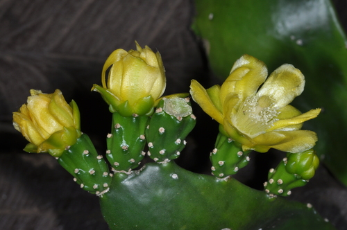 Brazilian pricklypear (Brasiliopuntia brasiliensis)