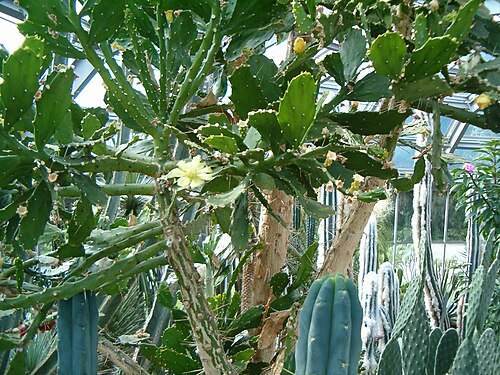 Brazilian pricklypear (Brasiliopuntia brasiliensis)