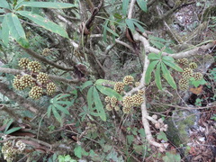 Brassaiopsis aculeata (Brassaiopsis aculeata)