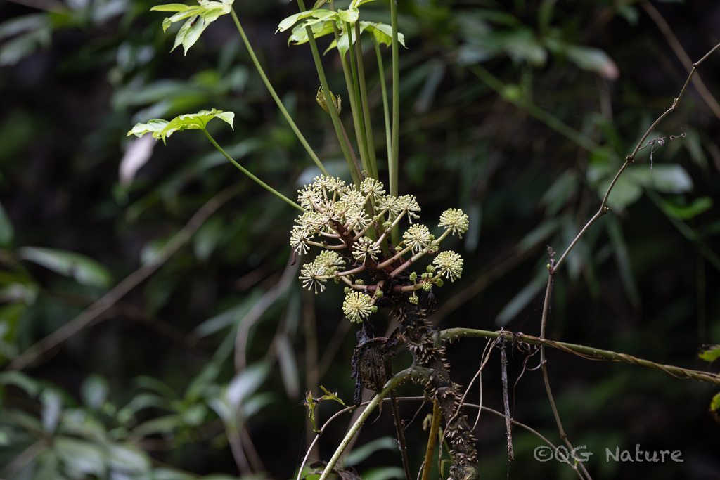 Brassaiopsis ciliata (Brassaiopsis ciliata)