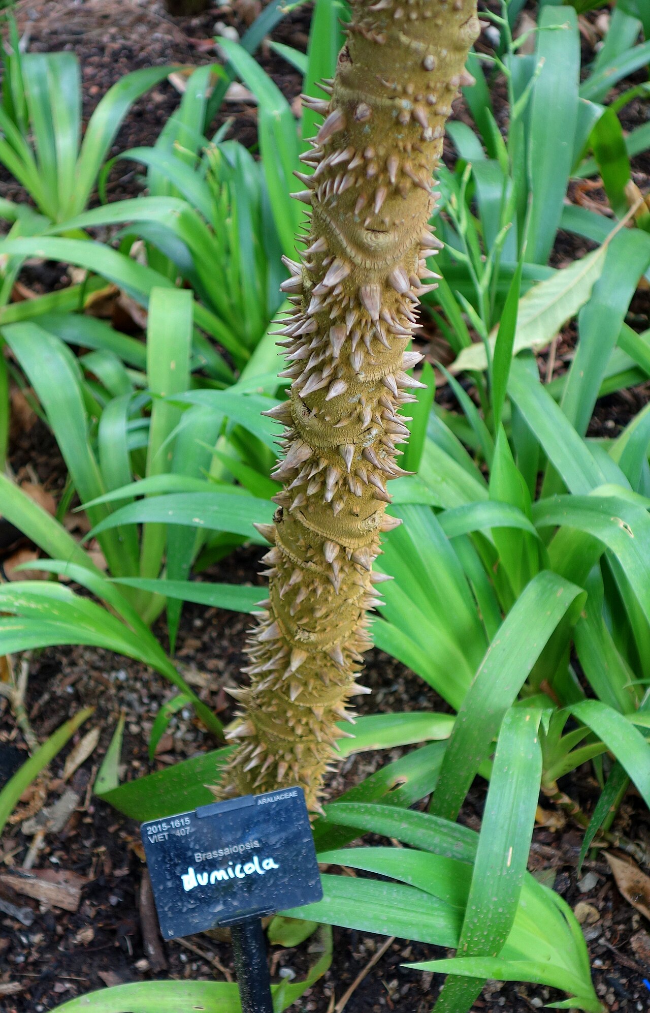 Brassaiopsis dumicola: Specimen in Kew Gardens, London, England.