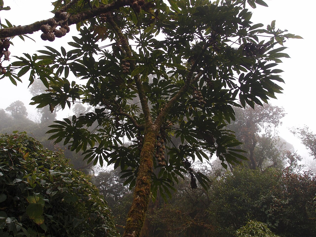 Brassaiopsis dumicola: Brassaiopsis dumicola CHB22.V102 Tả Liên Sơn 2650m Vietnam
