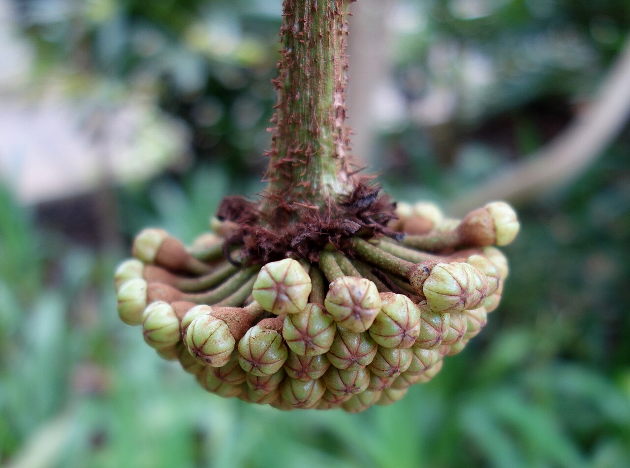 Brassaiopsis dumicola: Specimen in Kew Gardens, London, England.
