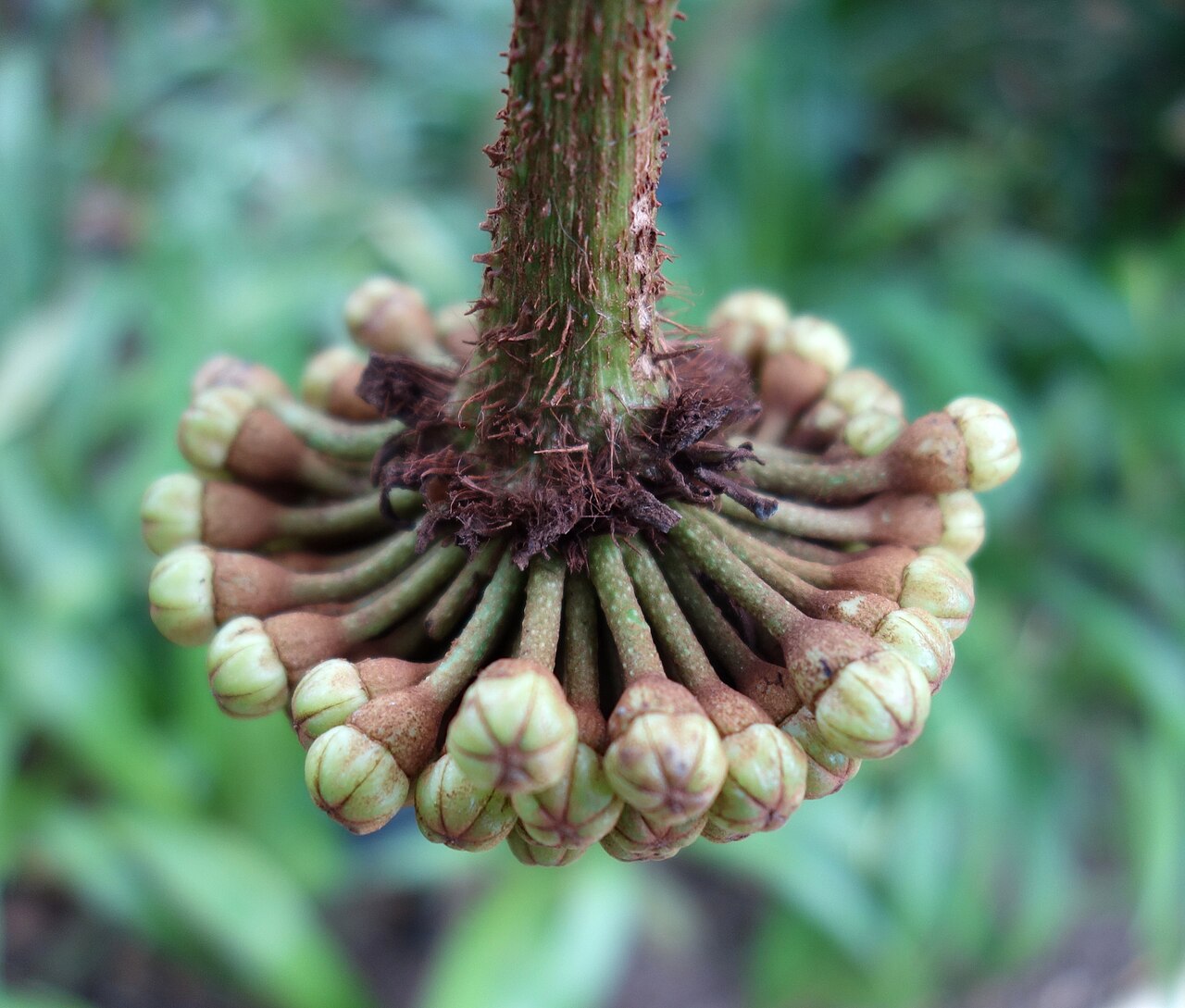 Brassaiopsis dumicola: Specimen in Kew Gardens, London, England.