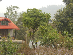 Brassaiopsis hainla (Brassaiopsis hainla)