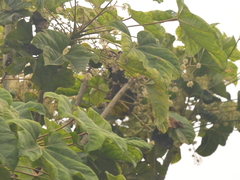 Brassaiopsis hainla (Brassaiopsis hainla)