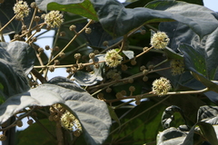 Brassaiopsis hainla (Brassaiopsis hainla)