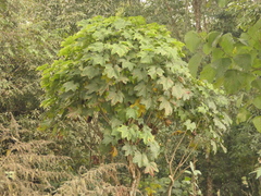 Brassaiopsis hainla (Brassaiopsis hainla)