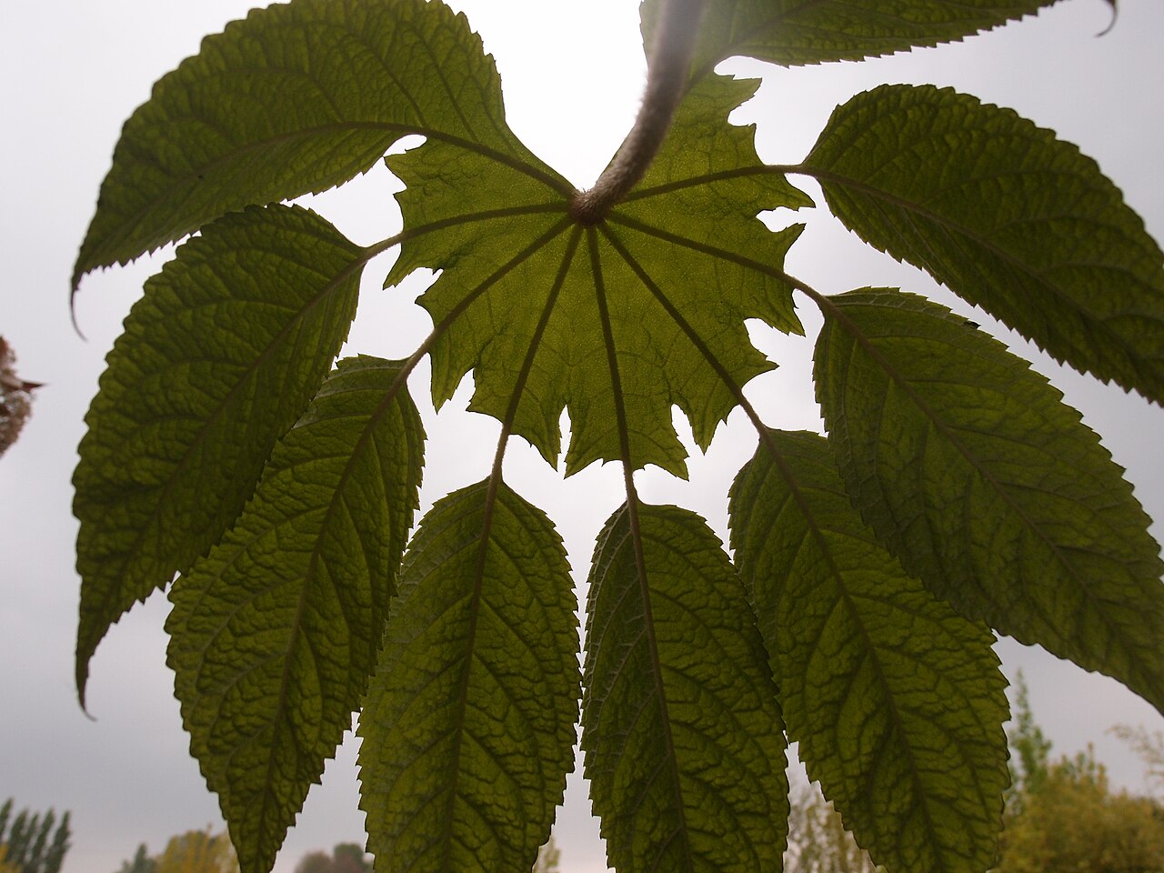 Brassaiopsis mitis: Brassaiopsis mitis CHB&CM08SIK87 feuillage juvénile au jardin jungle