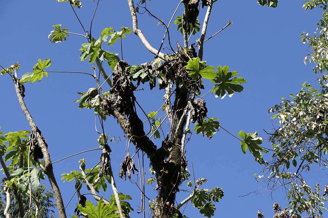 Brassaiopsis mitis: Brassaiopsis mitis C.B.Clarke