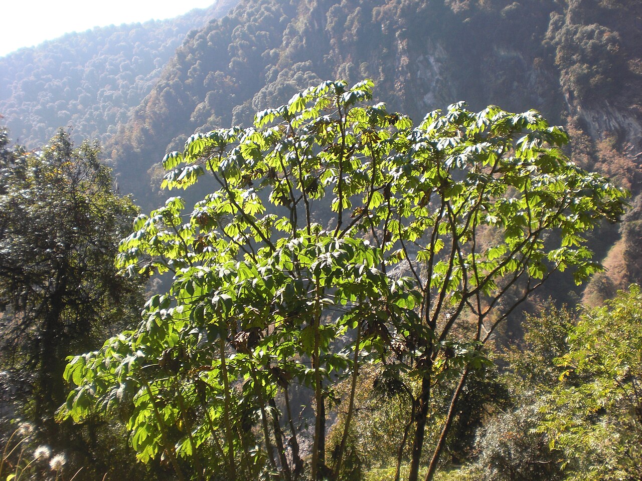 Brassaiopsis mitis: Brassaiopsis mitis in situ au Sikkim