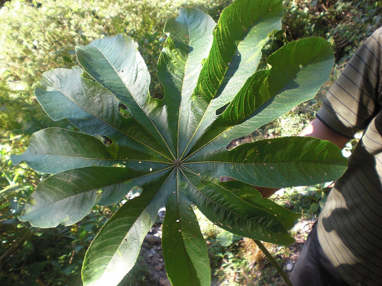 Brassaiopsis mitis: Brassaiopsis mitis feuillage adulte au Sikkim