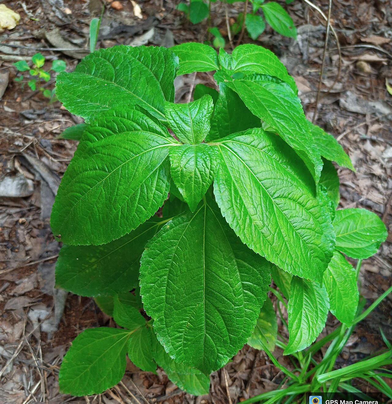 Brassaiopsis mitis: Brassaiopsis mitis
