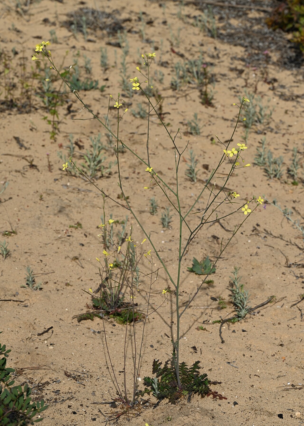 Brassica barrelieri: Brassica barrelieri growing wild in Jardin Botanico Dunas del Odiel, Andalusia