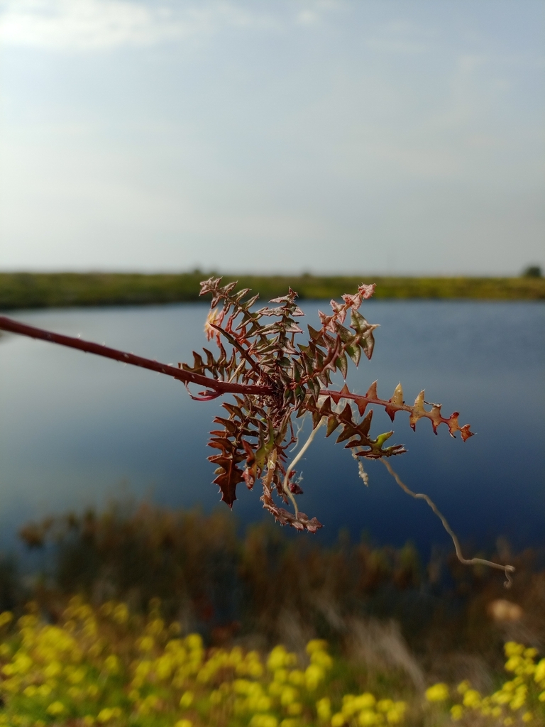 Brassica barrelieri (Brassica barrelieri)
