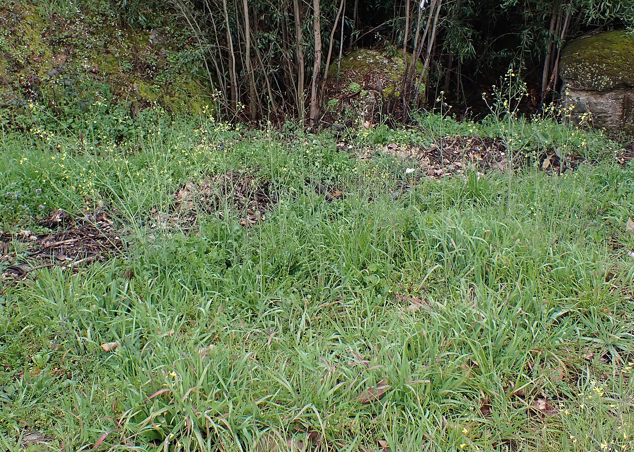 Brassica barrelieri: Brassica barrelieri in Paranhos da Beira in District Guarda in Portugal
