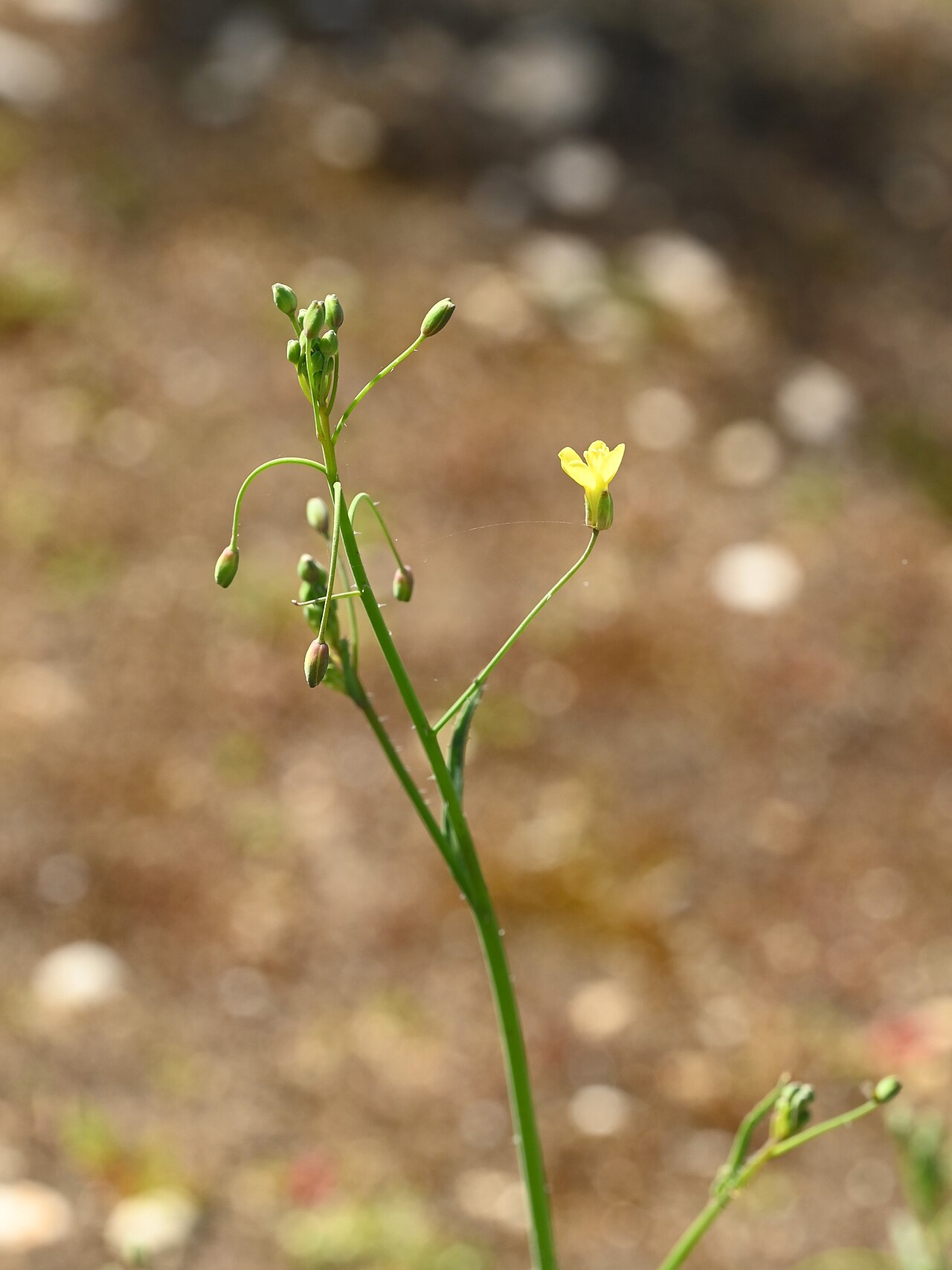 Brassica barrelieri: Brassica barrelieri growing wild in Jardin Botanico Dunas del Odiel, Andalusia