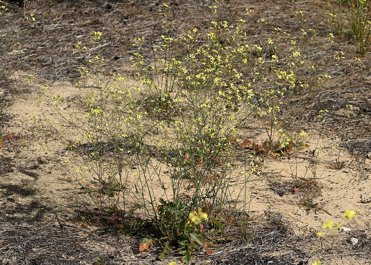 Brassica barrelieri: Brassica barrelieri growing wild in Jardin Botanico Dunas del Odiel, Andalusia