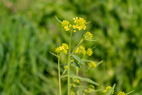 Brown mustard (Brassica juncea)