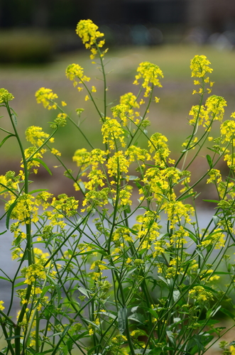 Brown mustard (Brassica juncea)