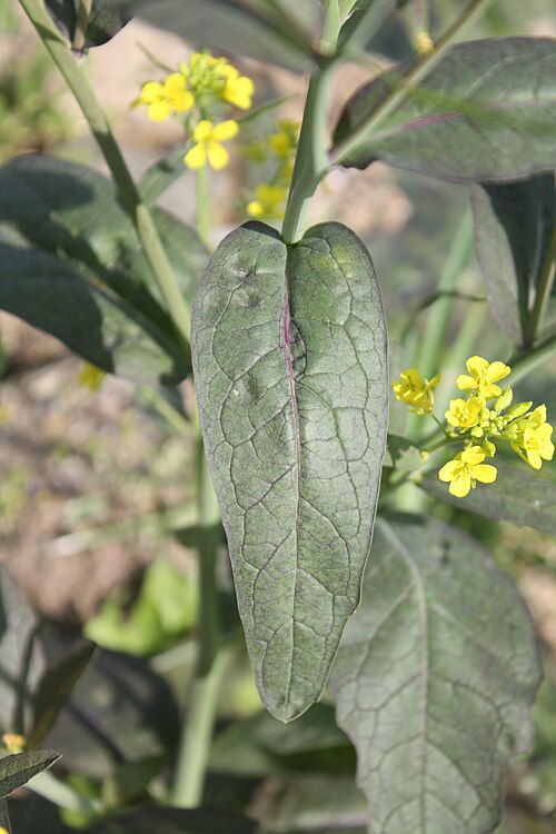 Brown mustard: Brassica juncea var. juncea