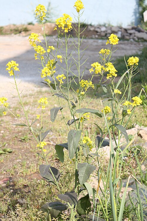 Brown mustard: Brassica juncea var. juncea