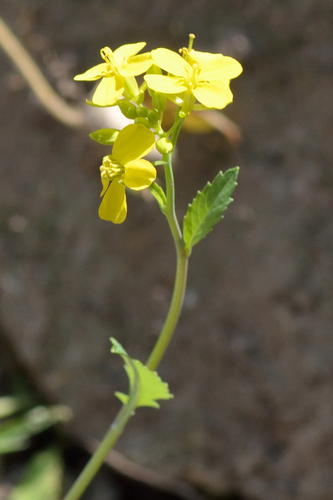 Brown mustard (Brassica juncea)