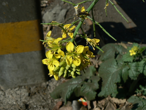 Brown mustard (Brassica juncea)