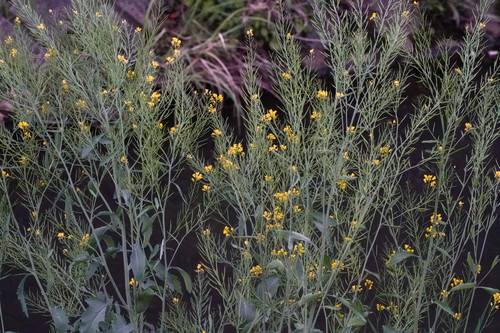 Brown mustard (Brassica juncea)
