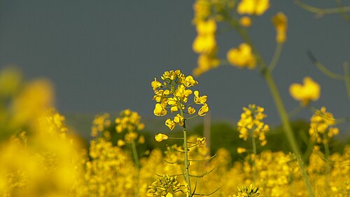 Brown mustard: Poblíž Protivína,