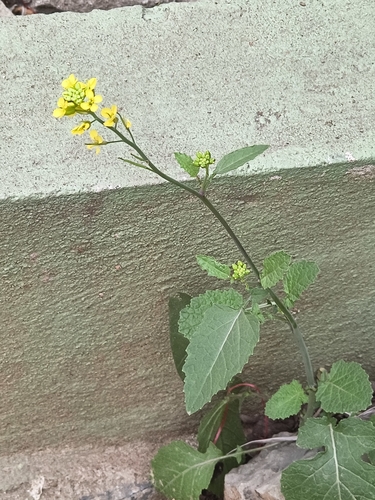 Brown mustard (Brassica juncea)